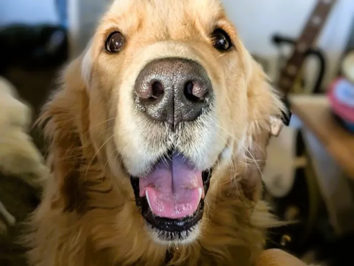 Family Pet Care Sugar Land 4
