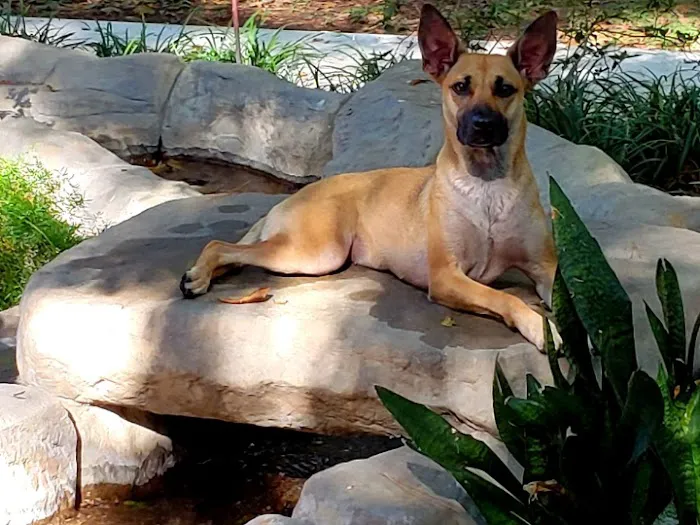 Family Pet Care Sugar Land 3
