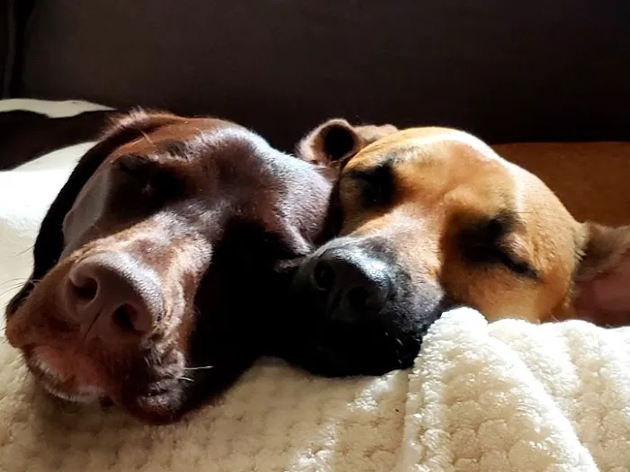 Family Pet Care Sugar Land 10