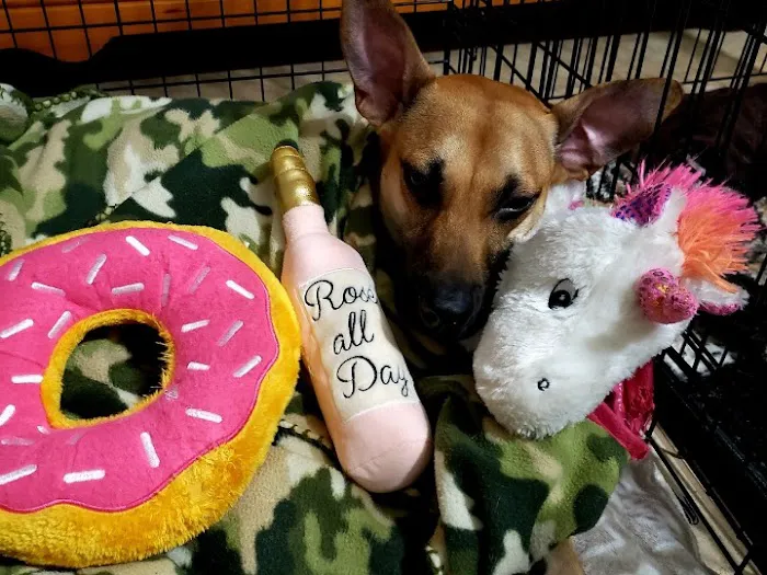 Family Pet Care Sugar Land 8