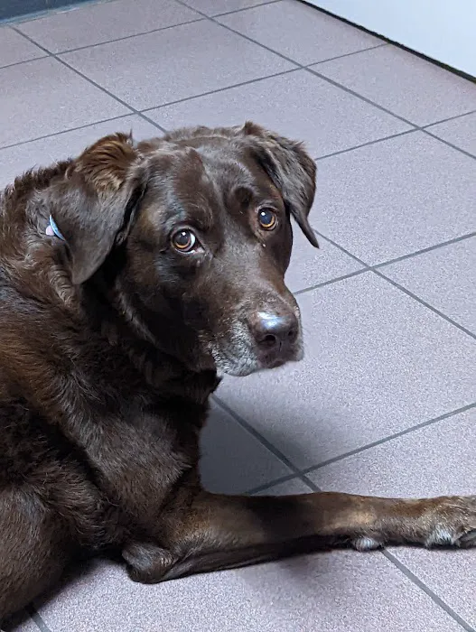 Lexington Boulevard Animal Hospital: Baxter Dayna DVM 9