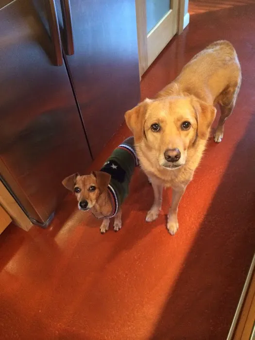 Texas Veterinary Behavior Services 3