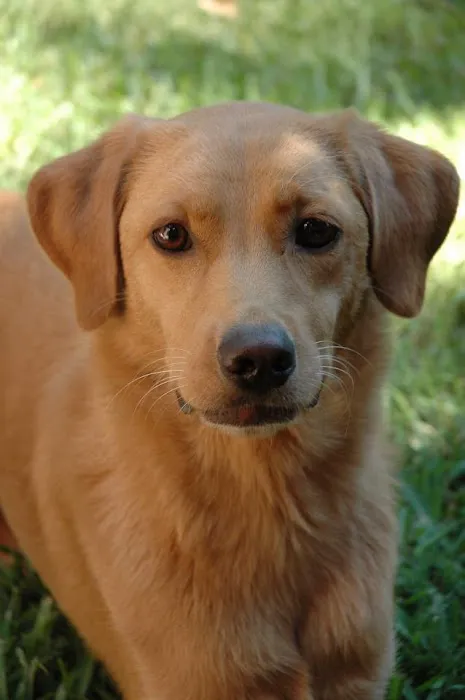 Texas Veterinary Behavior Services 1