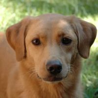 Texas Veterinary Behavior Services ico