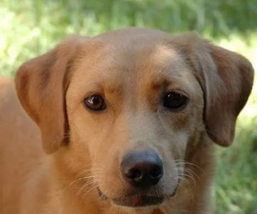 Texas Veterinary Behavior Services