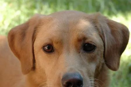 Texas Veterinary Behavior Services