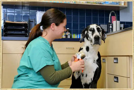 Island Trees Veterinary Hospital 6