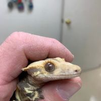 Old Country Animal Clinic ico