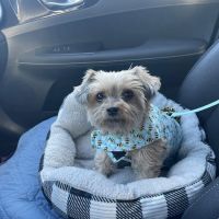 Long Island Veterinary Specialists ico