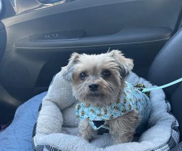 Long Island Veterinary Specialists