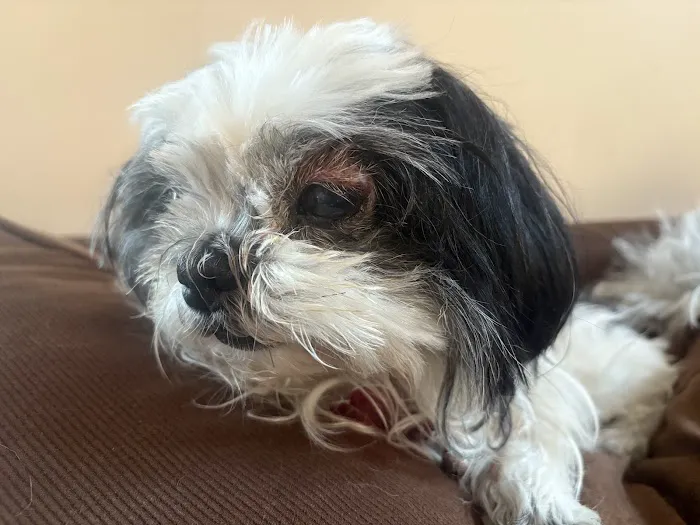Long Island Veterinary Specialists 4