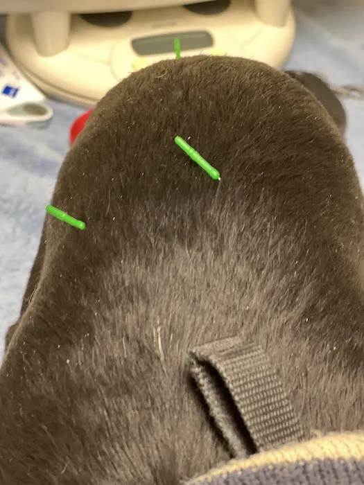 The Caring Vet 6