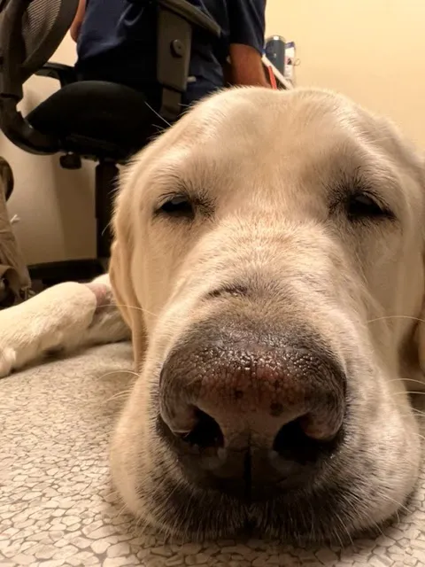 The Caring Vet 5