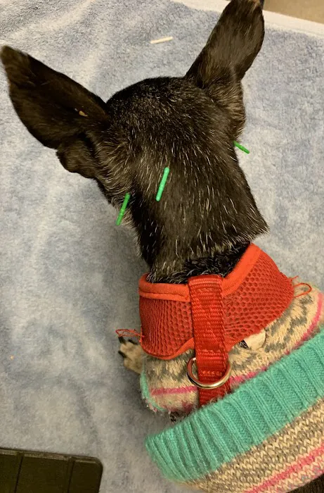 The Caring Vet 2