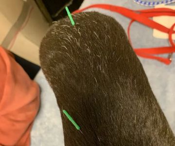 The Caring Vet