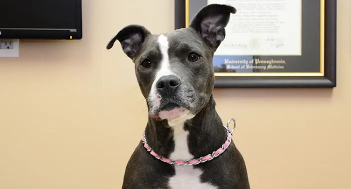 West Hills Animal Hospital & Emergency Center 4