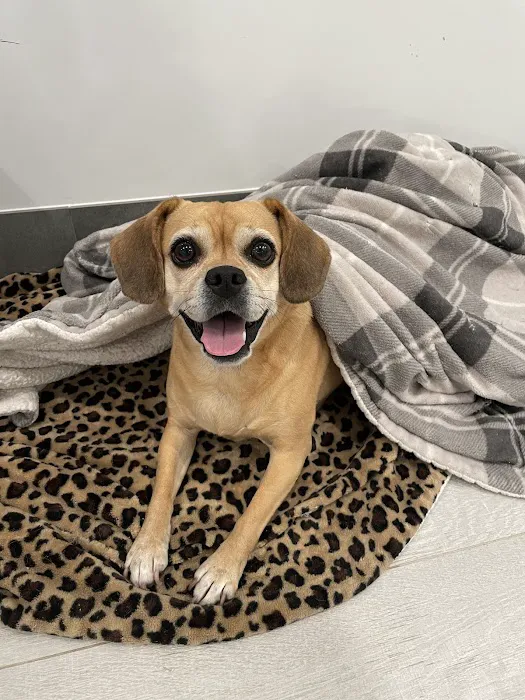 West Hills Animal Hospital & Emergency Center 5
