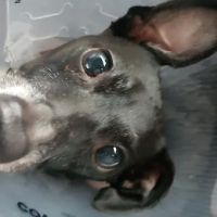 Plainview Animal Hospital ico