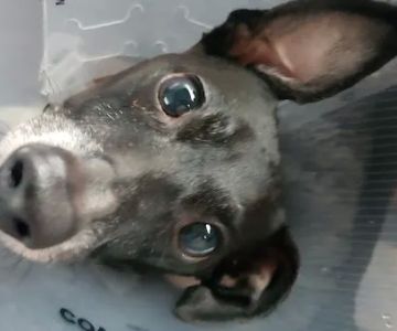 Plainview Animal Hospital