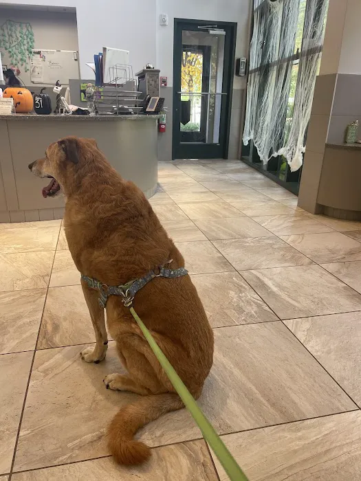 Gold Coast Center for Veterinary Care 7