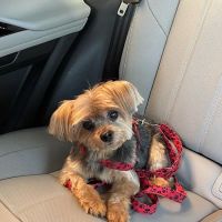 Gold Coast Center for Veterinary Care ico