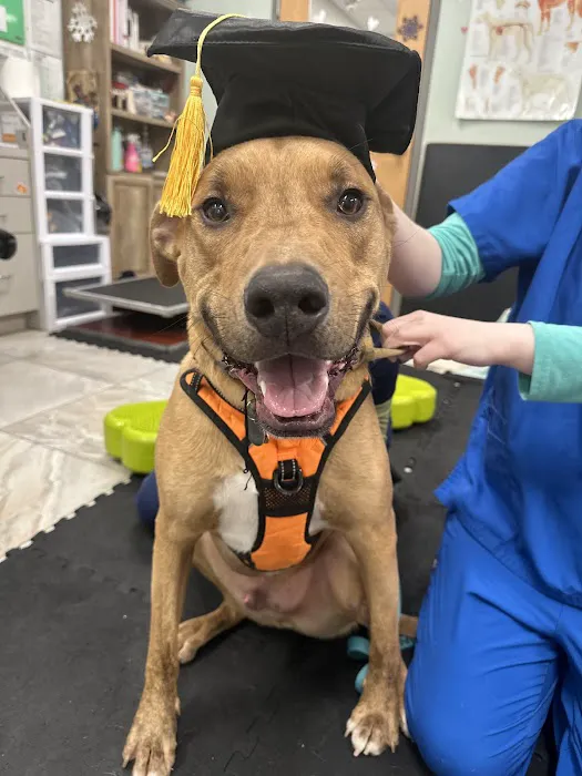 Gold Coast Center for Veterinary Care 2