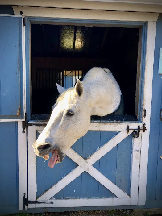 helpful horse 3
