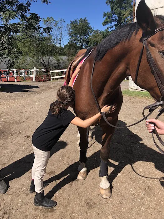 helpful horse 4