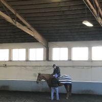 helpful horse ico