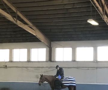 helpful horse
