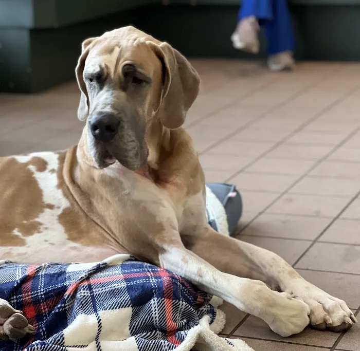 Huntington Animal Hospital 7