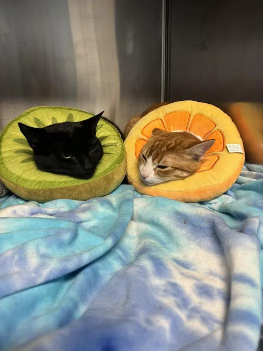 Huntington Animal Hospital 5