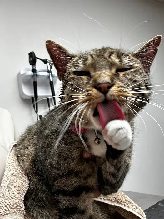 Huntington Animal Hospital 2