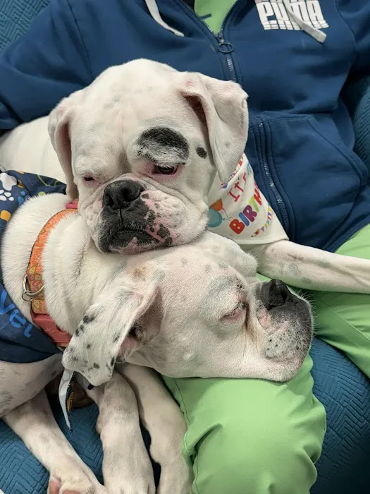 Huntington Animal Hospital 9