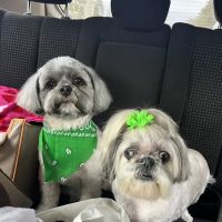 Huntington Animal Hospital ico