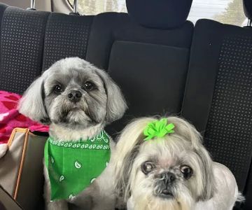 Huntington Animal Hospital