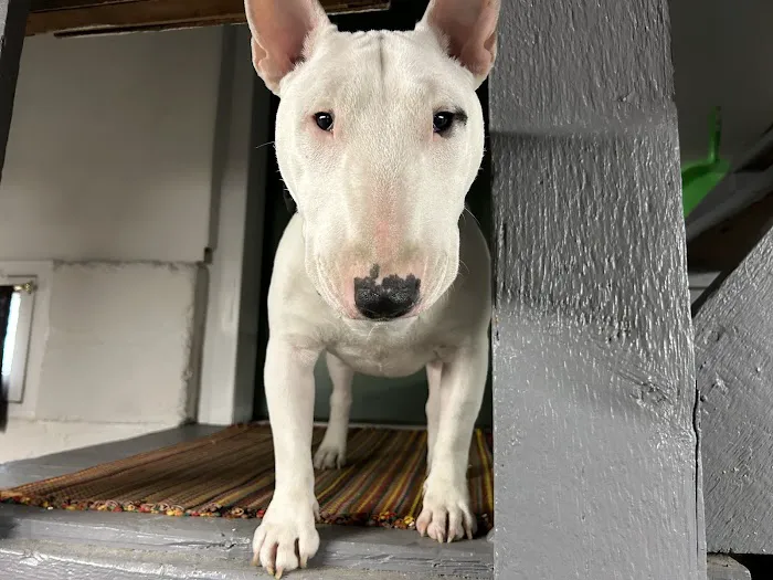 Huntington Animal Hospital 10