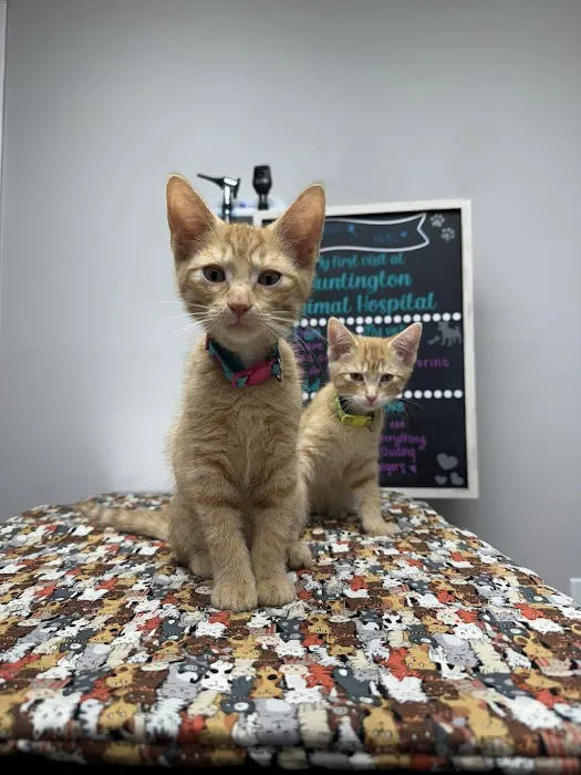 Huntington Animal Hospital 3