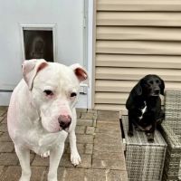 Banfield Pet Hospital ico