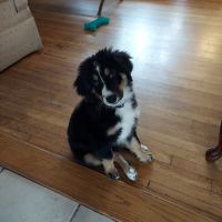 Bellmore Veterinary Hospital ico