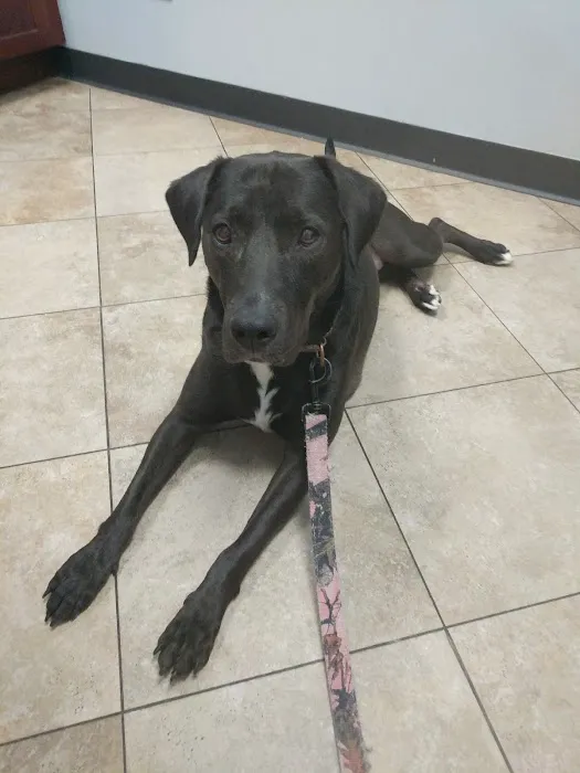 Bellmore Veterinary Hospital 6
