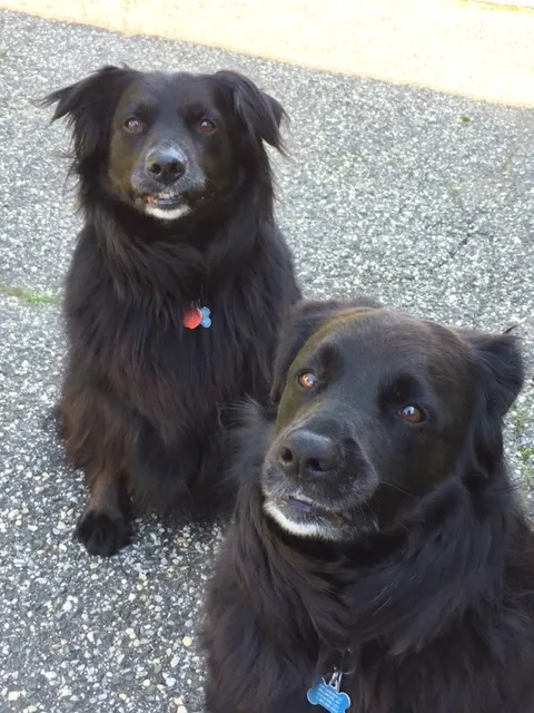 Companions Animal Hospital 5