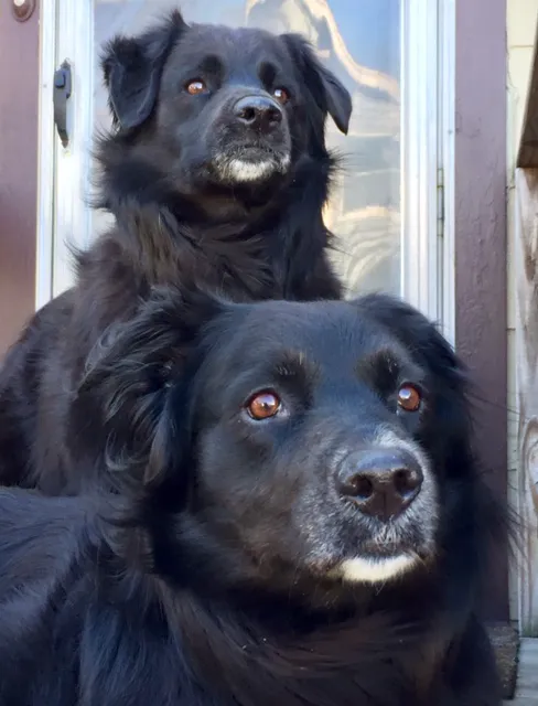 Companions Animal Hospital 4
