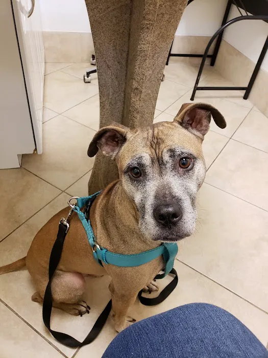 Companions Animal Hospital 9