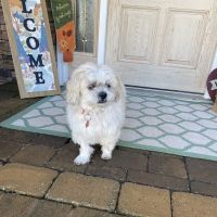 Companions Animal Hospital ico