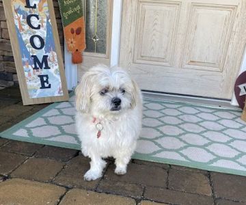 Companions Animal Hospital