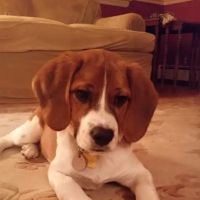 Merrick Veterinary Group ico