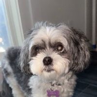 East Bay Veterinary Hospital ico
