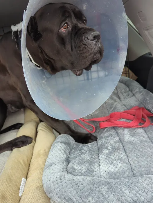 South Bellmore Veterinary Group 4