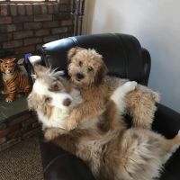 South Bellmore Veterinary Group ico